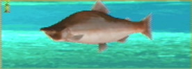 Pink Salmon