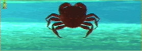 Crab