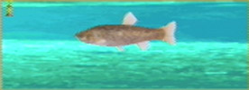 Takahaya