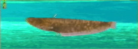 Big Catfish