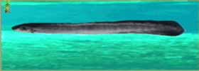 Big Eel