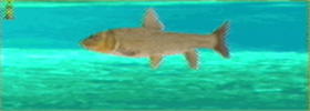 Nigoi