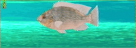 Tilapia